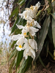 Coelogyne cristata