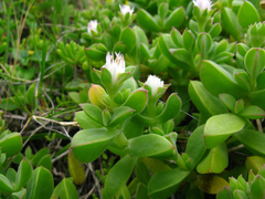 Delosperma saxicola, photograph (c) YvettevWijk, some rights reserved (CC BY)