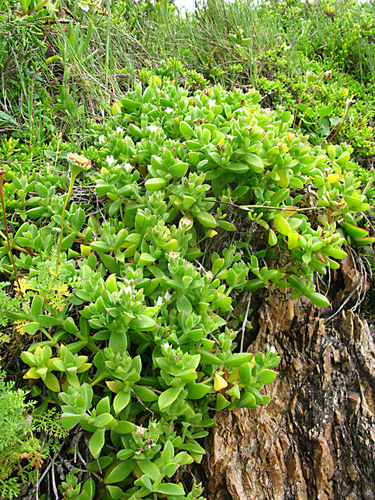 Delosperma saxicola, photograph 3