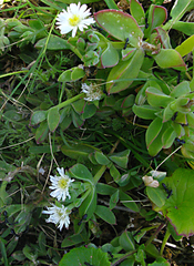 Delosperma saxicola, photograph (c) YvettevWijk, some rights reserved (CC BY)
