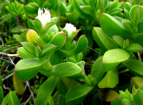 Delosperma saxicola, photograph 5
