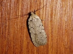 Agonopterix adspersella