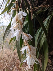Coelogyne cristata