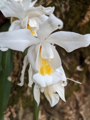 Coelogyne cristata