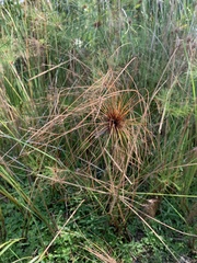 Cyperus papyrus