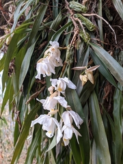 Coelogyne cristata