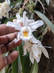 Coelogyne cristata
