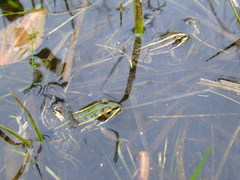 Pelophylax esculentus