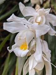 Coelogyne cristata