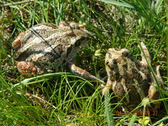 Pelobates vespertinus