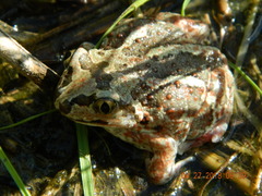 Pelobates vespertinus
