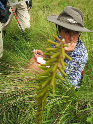 Image of Kniphofia parviflora by no rights reserved