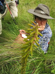 Kniphofia parviflora