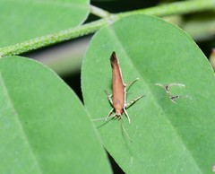 Glaphyristis marmarea