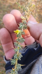 Aspalathus acanthophylla