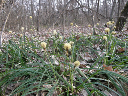 Carex brevicollis (Carex brevicollis)