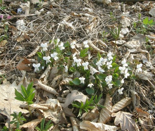 White violet (Viola alba)