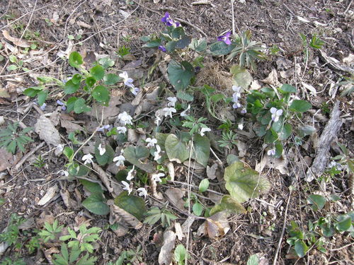 White violet (Viola alba)