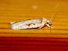 Agonopterix ocellana