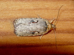 Agonopterix ocellana