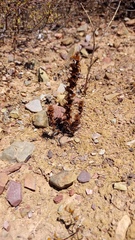 Ifloga anomala