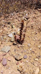 Ifloga anomala