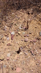 Ifloga anomala