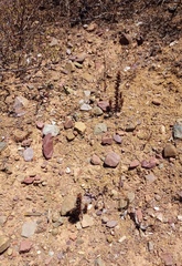 Ifloga anomala