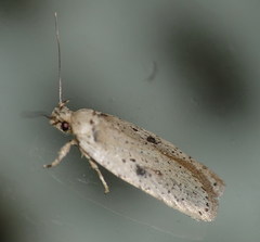 Agonopterix scopariella