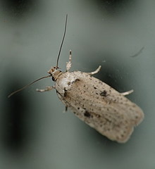 Agonopterix scopariella