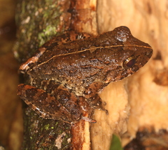 Craugastor aurilegulus