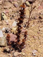 Ifloga anomala