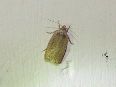 Agonopterix yeatiana