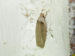 Agonopterix yeatiana