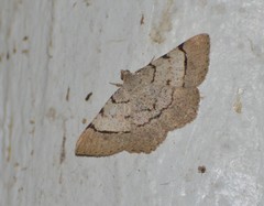 Frederickia flaviterminata