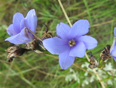 Aristea torulosa