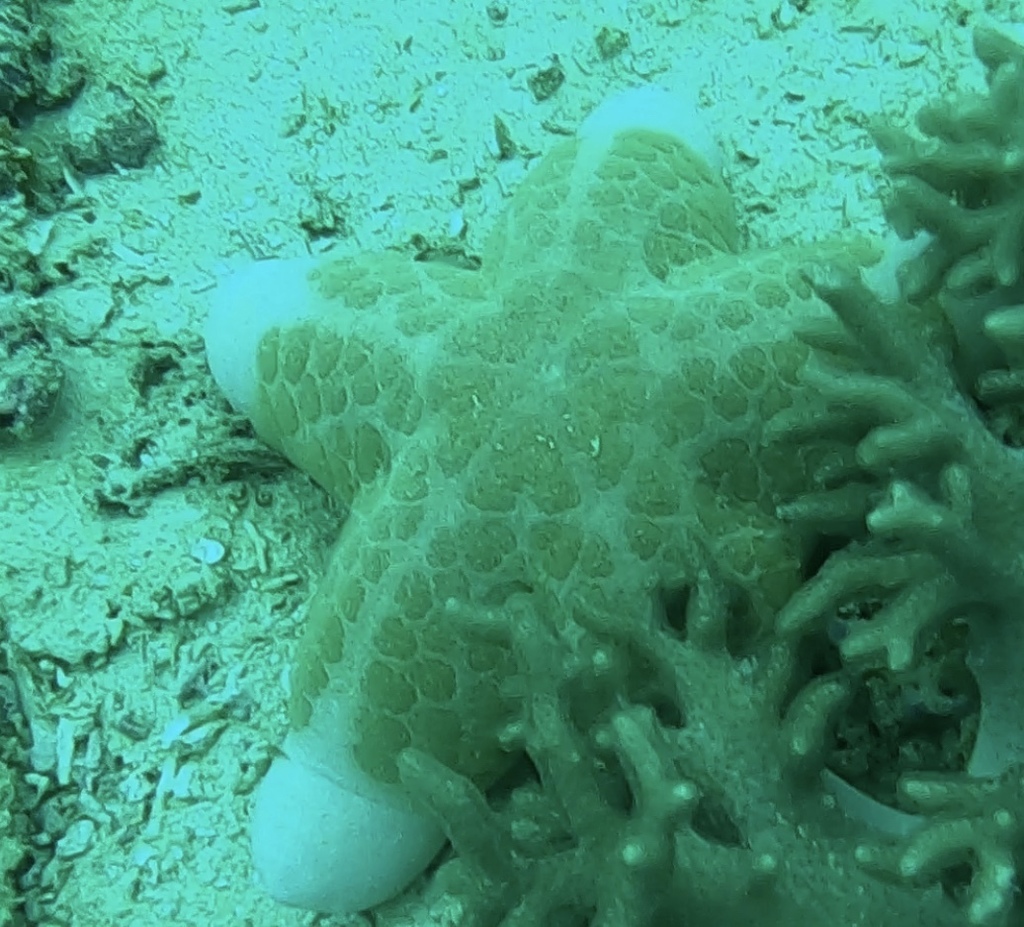 Photo of Granulated Starfish (Choriaster granulatus)