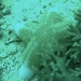カワテブクロ