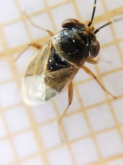 Geocoris megacephalus