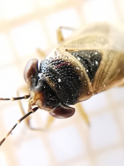 Geocoris megacephalus