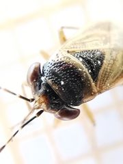 Geocoris megacephalus