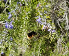 Bombus xanthopus