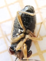 Geocoris megacephalus
