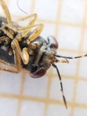 Geocoris megacephalus