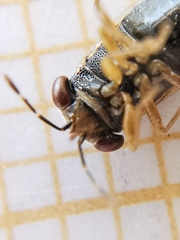 Geocoris megacephalus