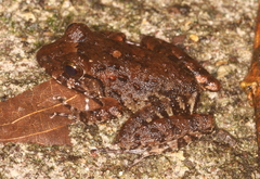 Craugastor aurilegulus