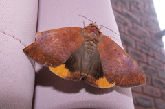 Achaea praestans