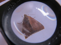 Achaea praestans