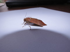 Achaea praestans