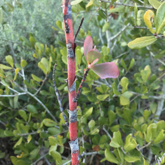 Polygonella macrophylla